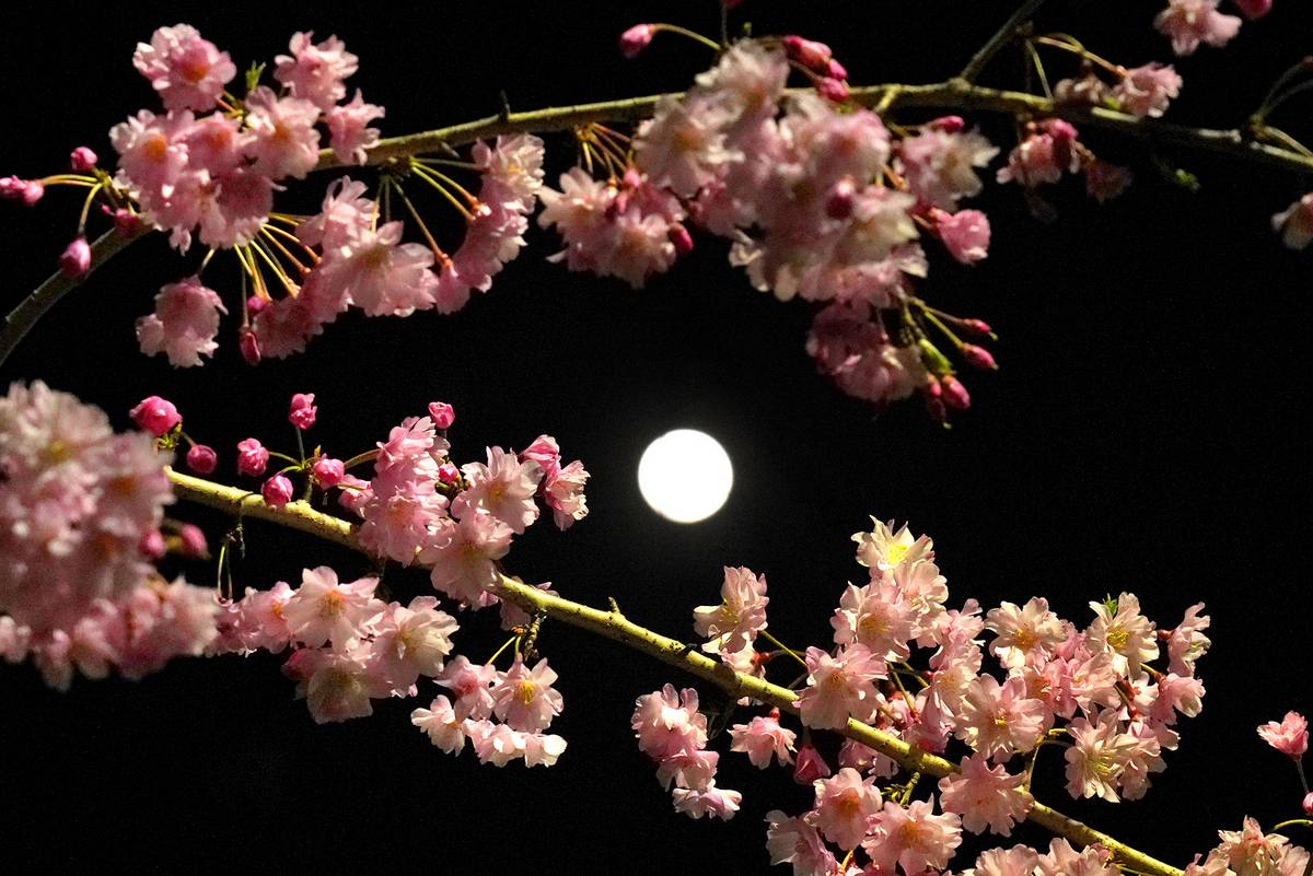 近所の夜桜