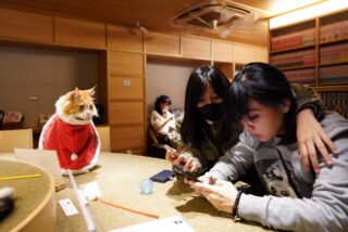 猫カフェ モカラウンジ 新宿店