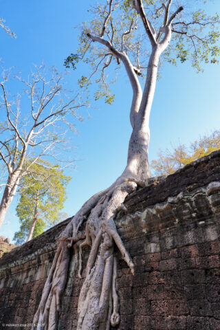 Ta Prohm