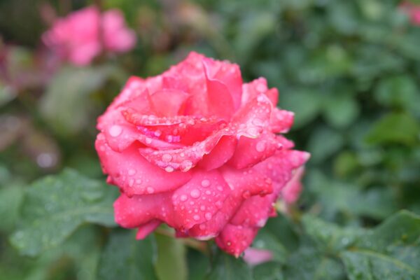 SEL50F14GM