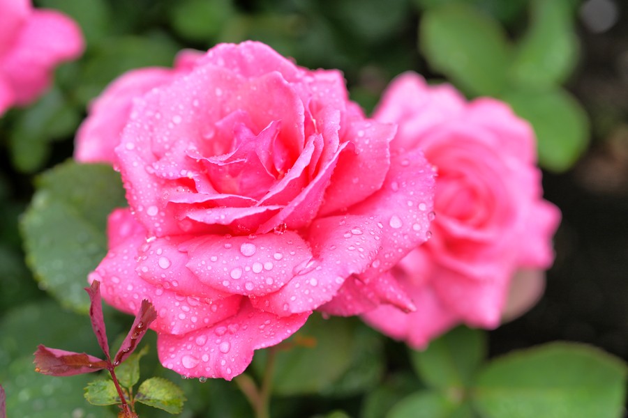Roses after the rain