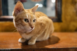 Changmoi House Little Village