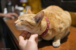 Changmoi House Little Village