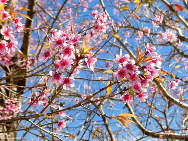 Doi Kiew Lom Viewpoint