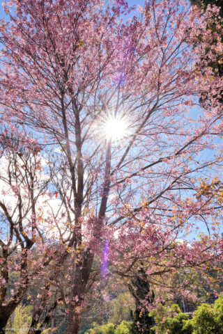 Doi Kiew Lom Viewpoint