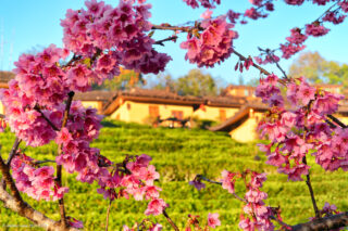 Lee Wine Ruk Thai Resort