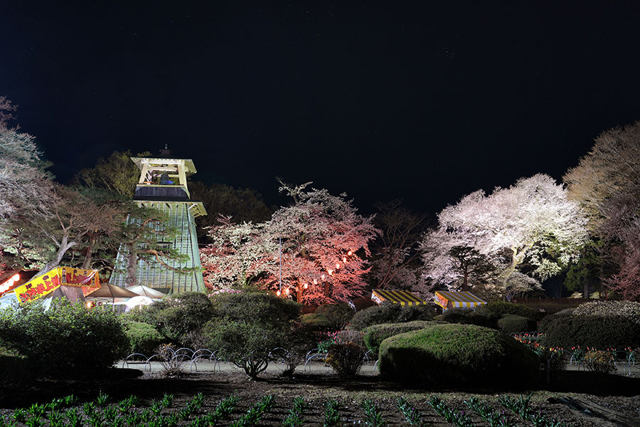 沼田の夜桜