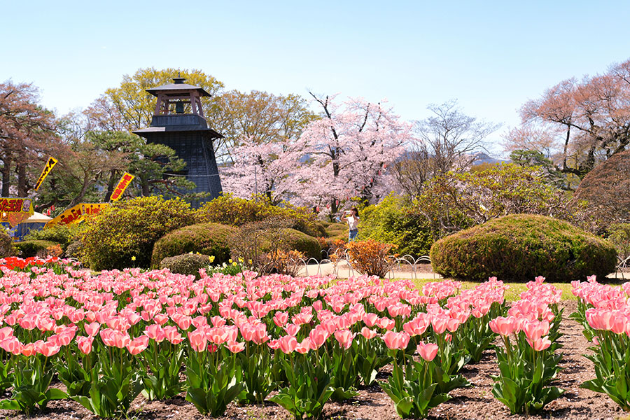 沼田の桜スパイラル