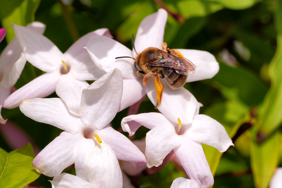 庭仕事、始まりました。