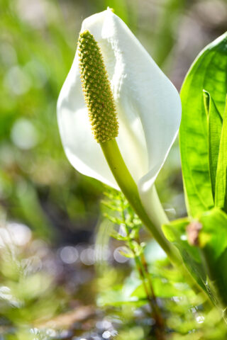 越本水芭蕉の森