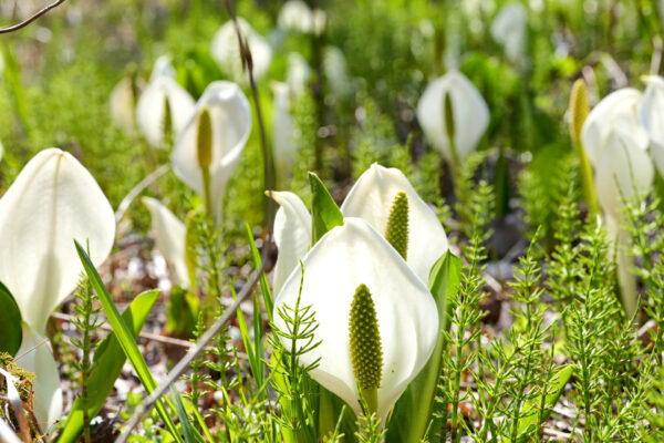 越本水芭蕉の森
