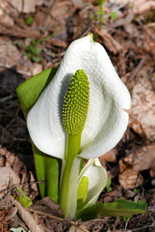 越本水芭蕉の森