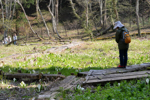 越本水芭蕉の森