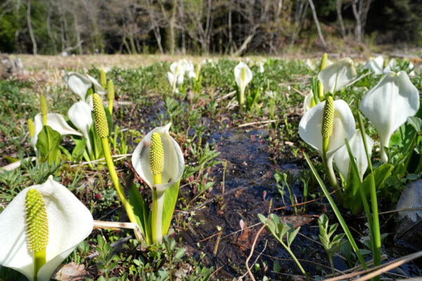 越本水芭蕉の森