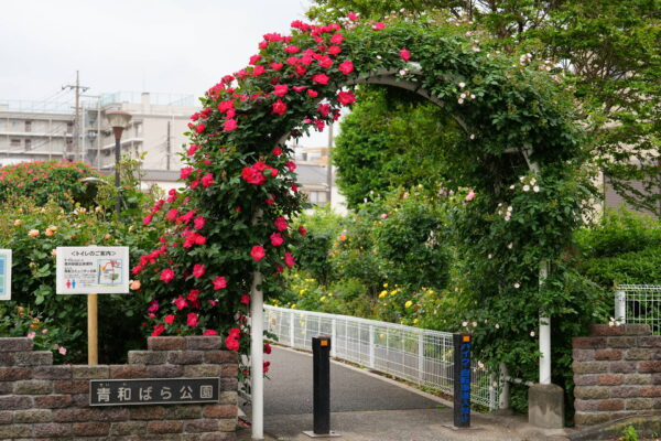 青和ばら公園